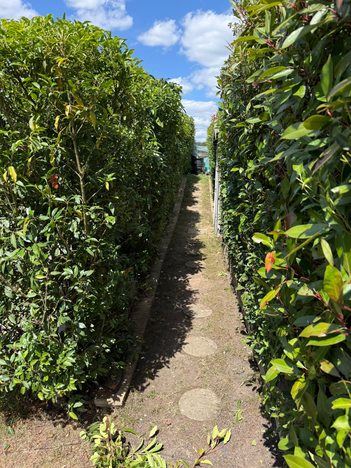 Hecken-Allee gepflegt von P&P Gartenservice