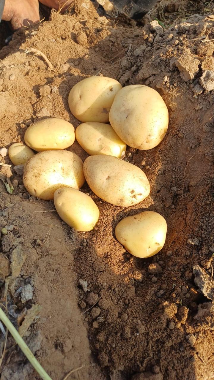 Fresh Potatoes