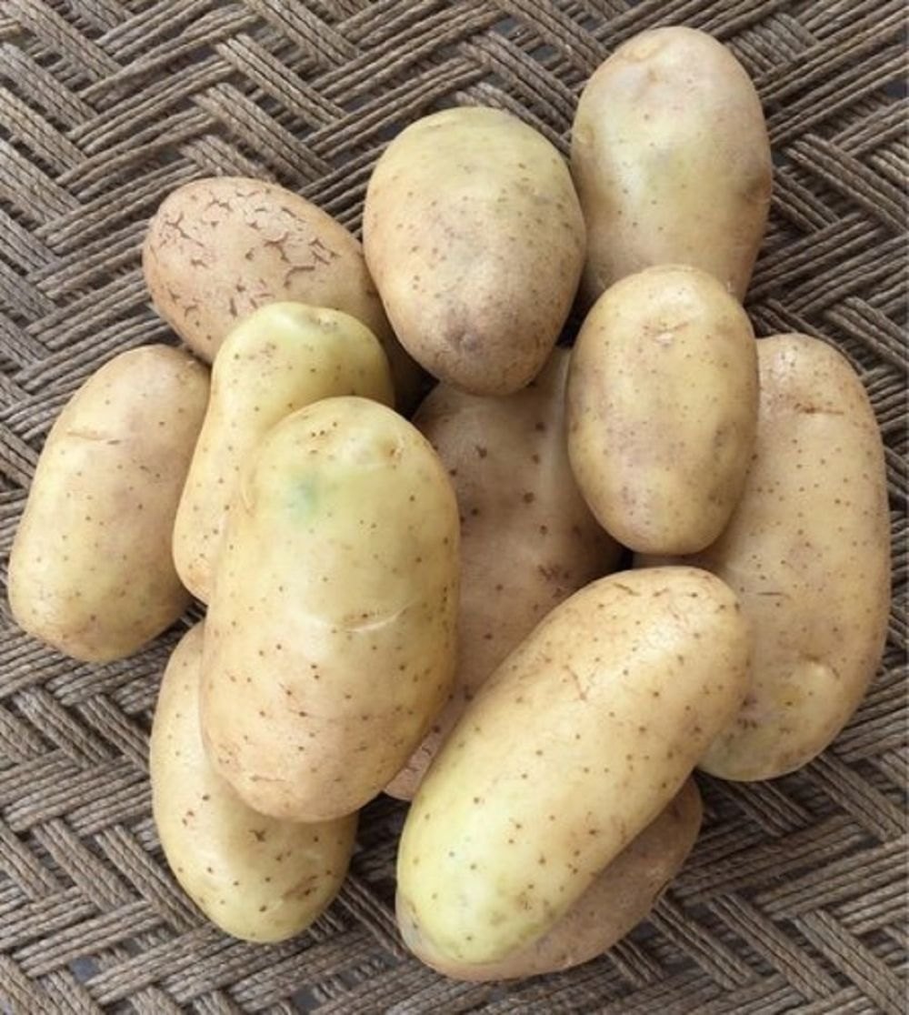Khyati Potatoes — export quality from Vishwas Agro Global, Palanpur, Gujarat, India