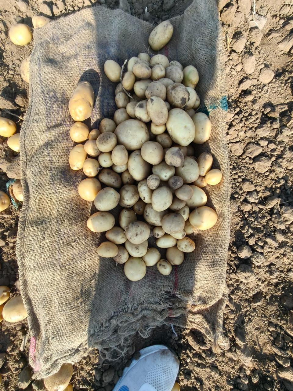 Khyati Potatoes