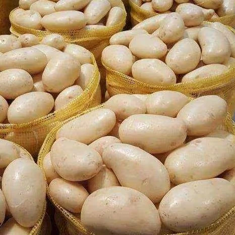 Pukhraj Potatoes — export quality from Vishwas Agro Global, Palanpur, Gujarat, India