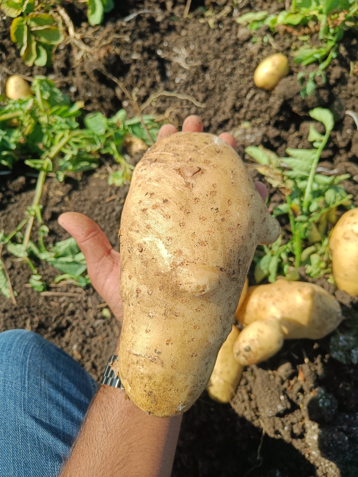 Santana Potatoes — export quality from Vishwas Agro Global, Palanpur, Gujarat, India