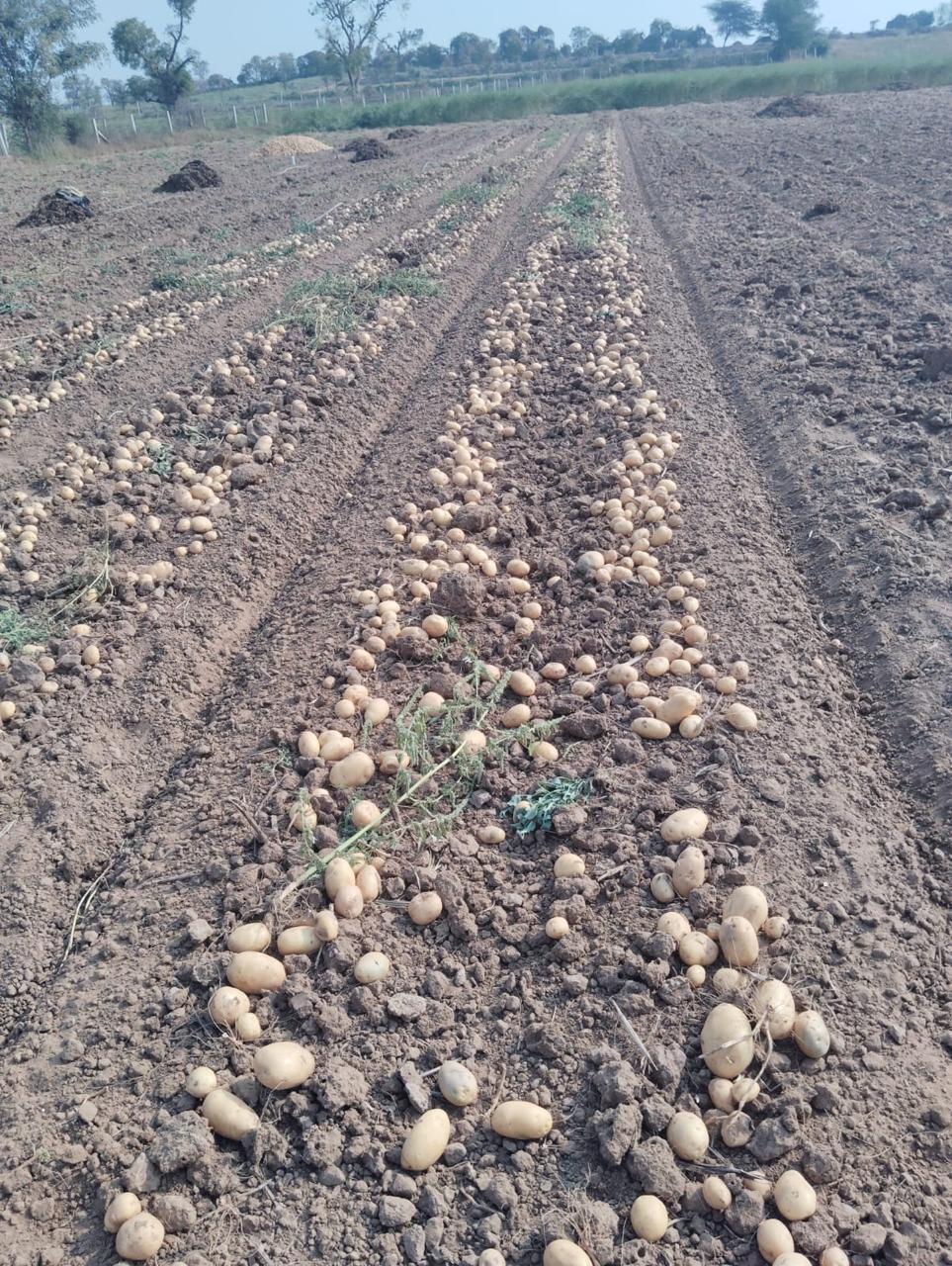 Badshah Potatoes