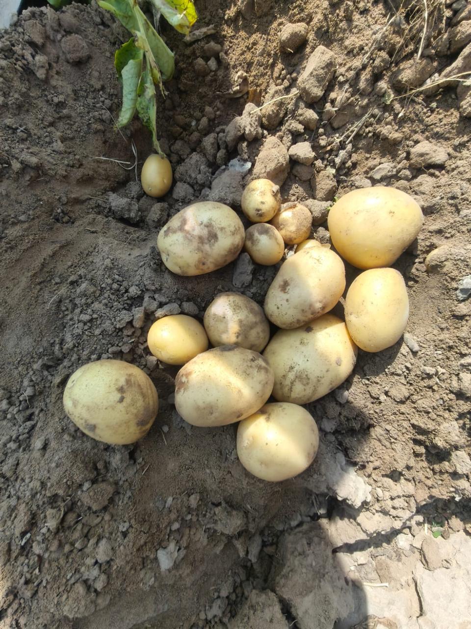 Columbo Potatoes