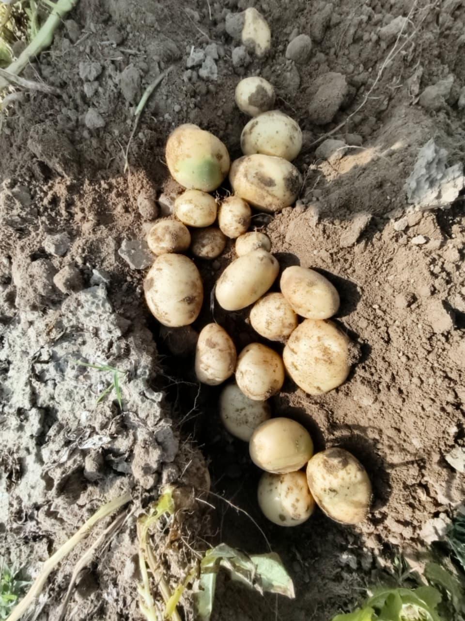 Santana Potatoes