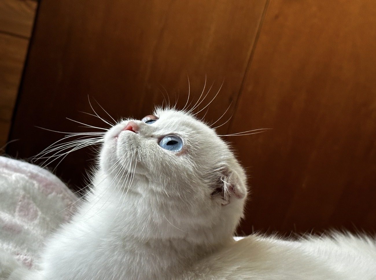 Cat photo