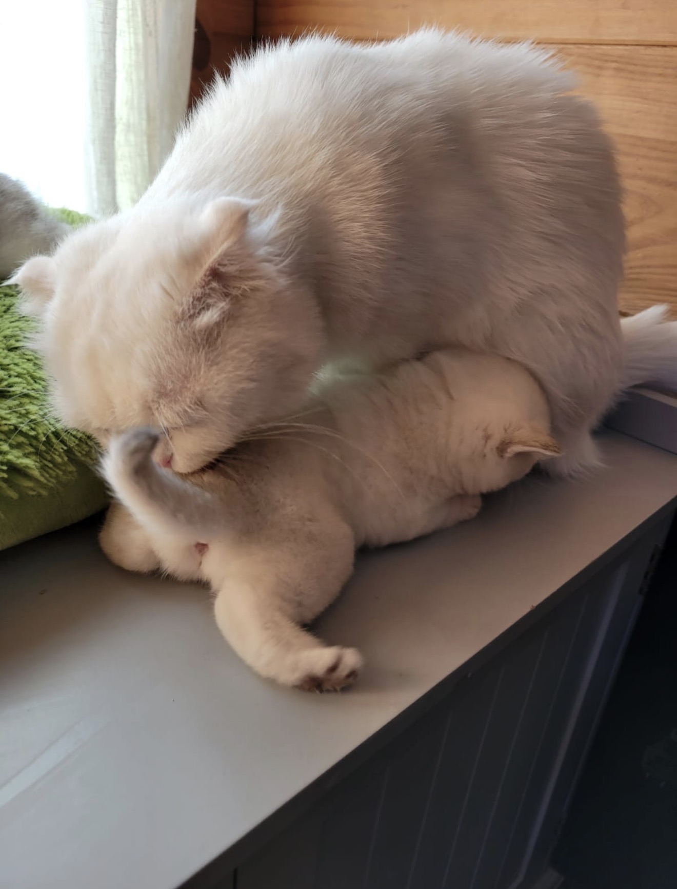 Cat photo