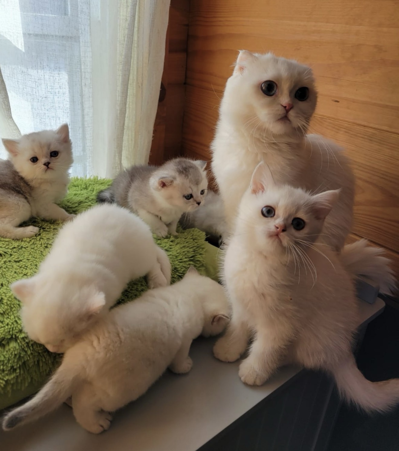 Cat photo